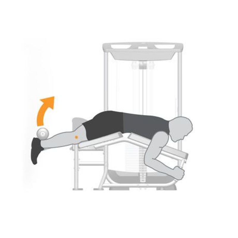 Prone Leg Curl